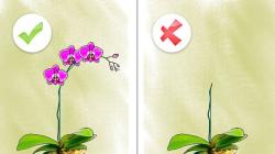 Влияние абиотических факторов на цветение орхидеи фаленопсис Презентация исследовательская работа орхидеи