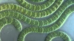 Цианобактерии совмещают в одной клетке фотосинтез и фиксацию атмосферного азота